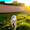 Isla Blanca, Dogo Argentino