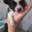 Newton, Chihuahua