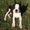 Novak de Milantosa, Boston Terrier