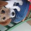 Nougat, Beagle