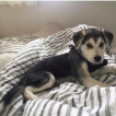Malakai, Otros perros