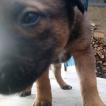 HADES, Pastor Belga Malinois