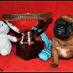 Never give up, Dogo De Burdeos