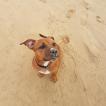 Neight, Staffordshire Bull Terrier