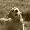 Loucky, Golden Retriever