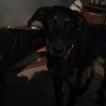 Myha, Beauceron