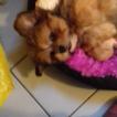 NAMJA, Lhassa Apso