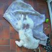 Nougat, Samoyedo