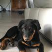 Mamba, Beauceron