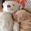 NUMBER, Shar Pei