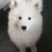 Nougat, Samoyedo