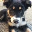 Maya, Border Collie