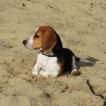 Nypper, Beagle