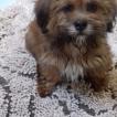 Niki - NAMJA, Lhassa Apso