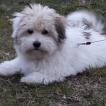 Nox, Cotón De Tulear