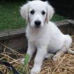 Pom (Neige), Golden Retriever