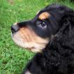 Neo, Cocker Spaniel Inglés