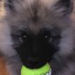 Sirius, Autres Chiens