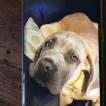 Nemo, Cane Corso