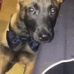 Neptune, Pastor Belga Malinois