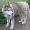 Nori, Husky Siberiano