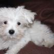 Wins, Maltese