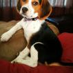 Roxy, Beagle