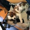 Newton, Cavalier King Charles Spaniel