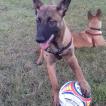 Tayron, Berger Malinois