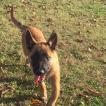 Naya, Pastor Belga Malinois