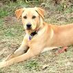 Оливър, Labrador Retriever