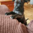 Dalton, Dogo De Burdeos