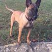 Tayron, Berger Malinois