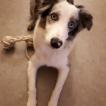 Freyja, Border Collie