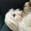Thisteds Cirkeline / Cille, Coton de Tulear