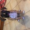 Till, American staffordshire terrier