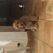 Nougat, Cocker Spaniel Inglés