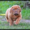 Newton, Dogue Bordeaux