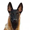 Nil, Pastor Belga Malinois