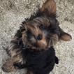 Newton, Yorkshire Terrier