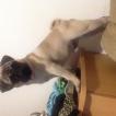 Mopi, Carlino