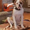Naya, Bulldog americano