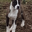 Shadow, Bouledogue Americain
