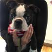 ELLIOTT, Boston Terrier