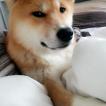 Hinata, Akita Japonés