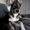 Ragnar, Husky Siberiano