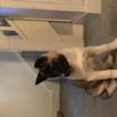 Mika, Akita Japonés