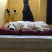 GERAY-SYLVAIN, Golden Retriever