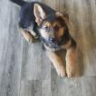 Loki, Perro Pastor Alemán