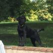 Nouba, Labrador Retriever
